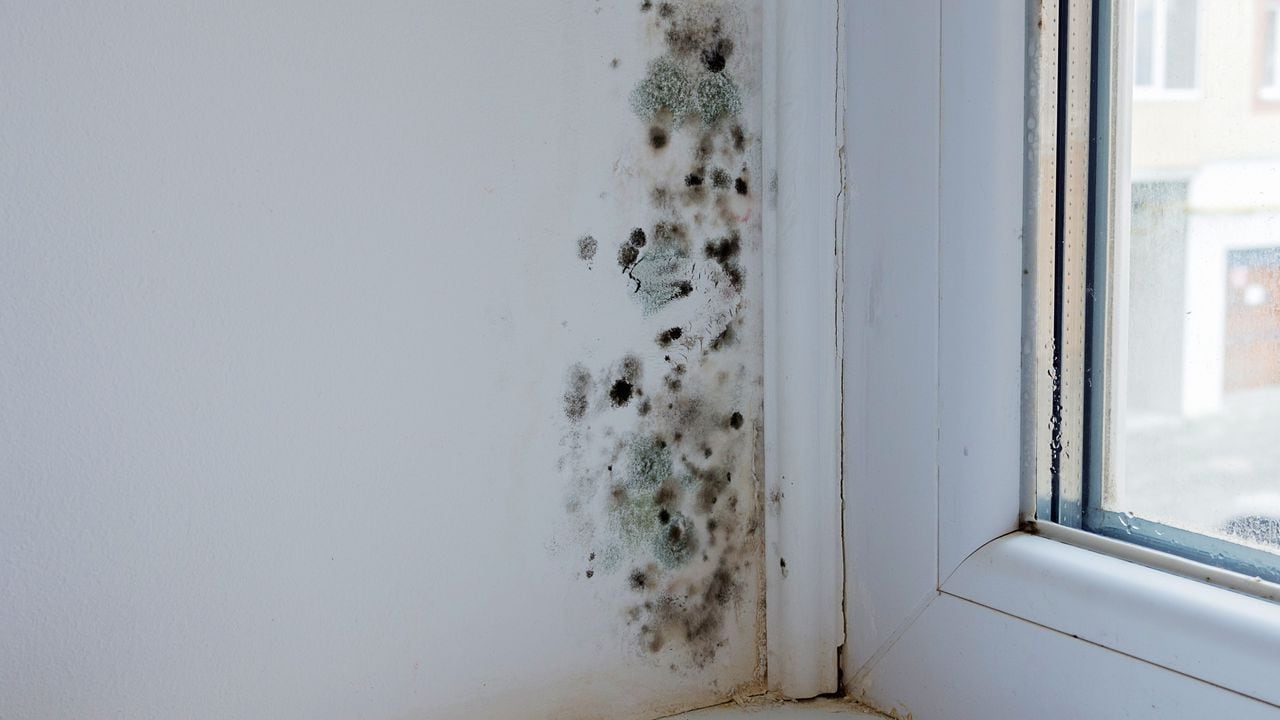 Cómo quitar el moho de las paredes con agua oxigenada?