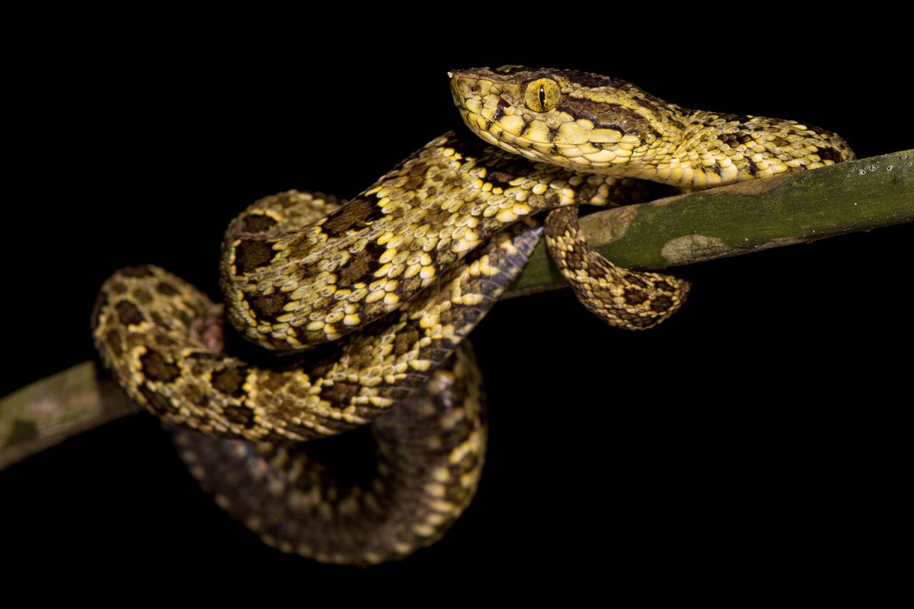 Serpiente conocida como punta de lanza chocoana, de la subfamilia de las víboras de foseta, fotografiada en el departamento de Córdoba.