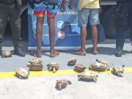 Tortugas incautadas en Cartagena
