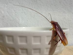 Las cucarachas voladoras van más allá de la suciedad en la cocina.