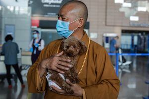 Zhi Xiang cuida a casi 8.000 perros en su templo y en un refugio de los suburbios de la ciudad más grande de China.