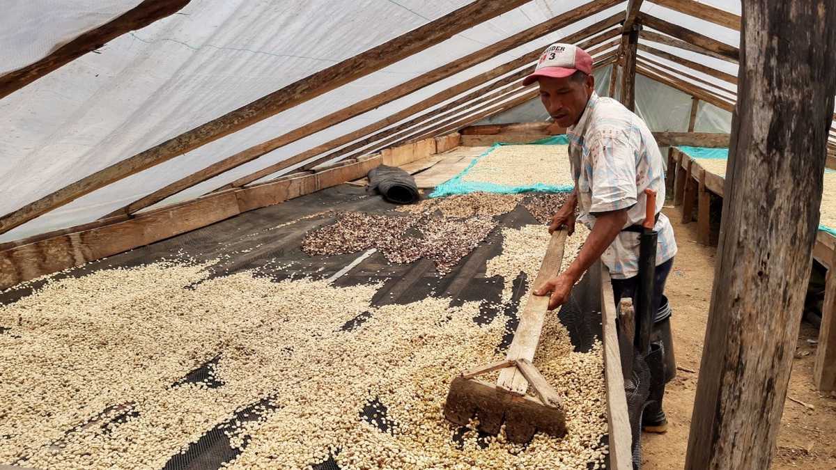 La Asociación de Cafeteros de Uribe, Meta, busca que al municipio lo dejen de asociar con cultivos de coca y lo reconozcan por la calidad de su café.