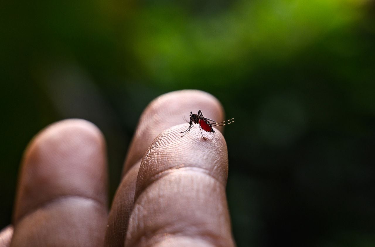 El Aedes albopictus es un vector epidemiológicamente importante para la transmisión de muchos patógenos virales, incluidos el virus de la fiebre amarilla, el dengue y la fiebre chikungunya, así como varios nematodos filariales como Dirofilaria immitis.