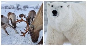 Animales en Alaska (Ártico)