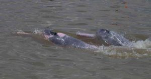 Ya son 11 los delfines a los que se les hace un seguimiento a través de los ríos Guayabero, Meta, Amazonas y Orinoco. Foto: Fundación Omacha