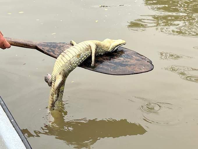 Los reptiles también estarían muriendo en  el caño San Silvestre de Barrancabermeja.