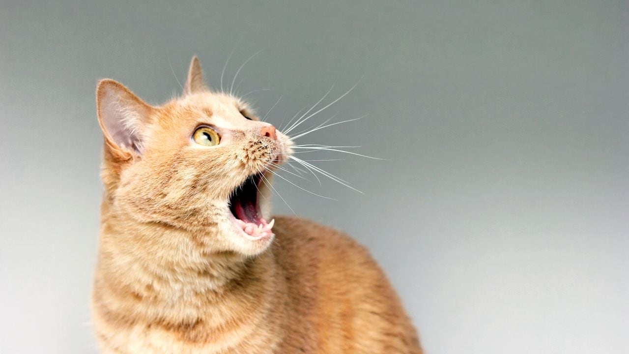 Desentrañando el enigma del maullido excesivo en los gatos: estas son las causas más frecuentes.