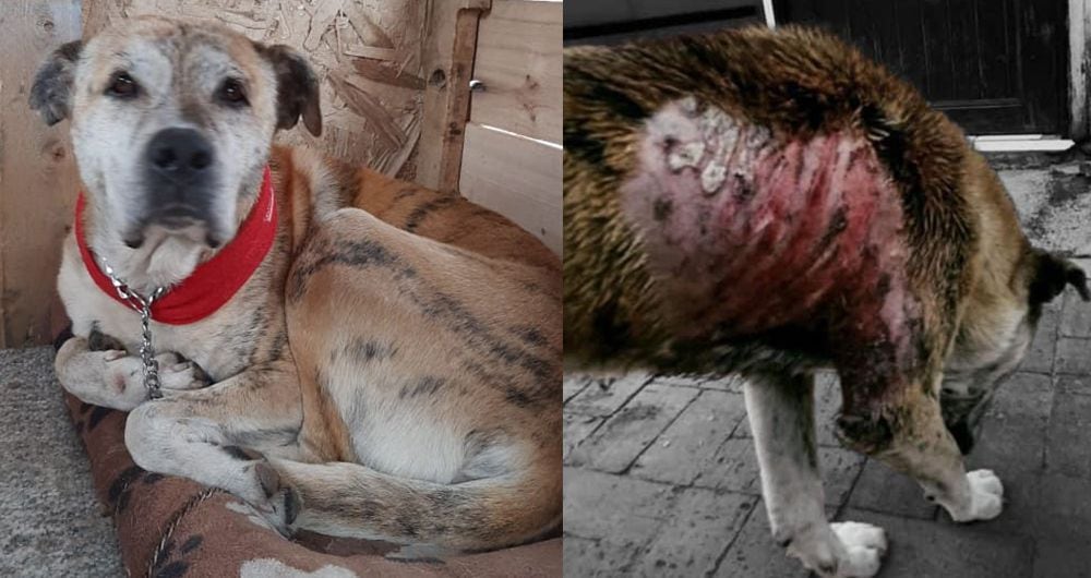 Douglas, el perro criollo que fue atacado con agua caliente en  Cota, Cundinamarca.