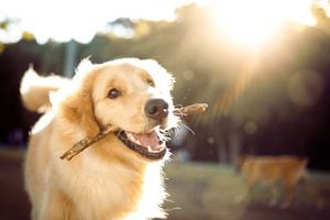 Lindo perro feliz jugando con un palo