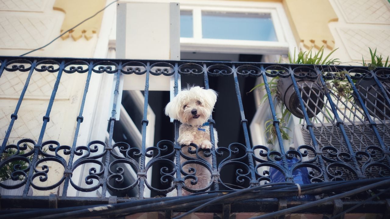 perro en el balcón