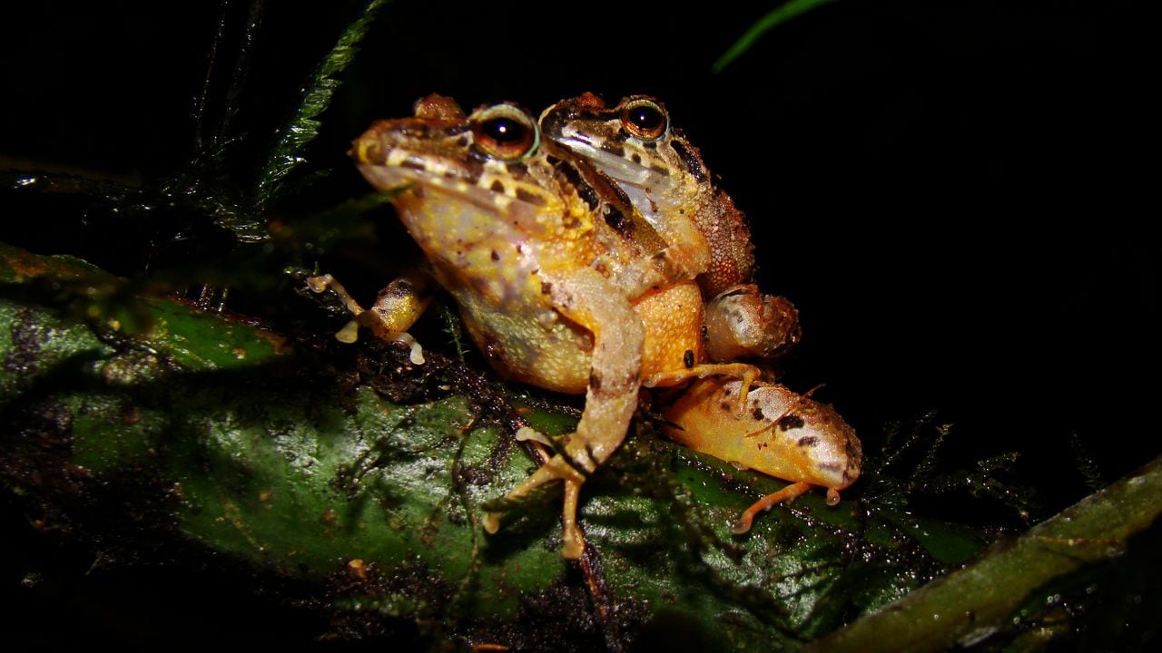 Esta nueva especie habita en la Sierra Nevada de Santa Marta, en la costa norte del país.