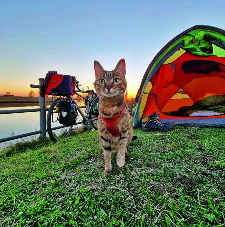 Nala, la gata que viaja por el mundo