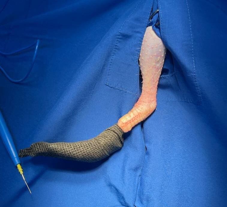 Los expertos construyeron por primera vez una prótesis para un gallo en Antioquia