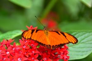 Dione juno. Es conocida como una de las mariposas de la pasión porque se alimentan del maracuyá. Suelen encontrarse desde los 200 hasta los 2.000 metros de altura en zonas intervenidas, bordes de bosque y áreas abiertas. Jardín Botánico del Quindío