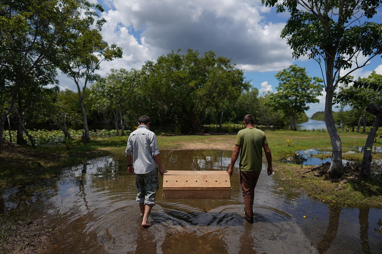 En imágenes : Científicos cubanos se apresuran a salvar a uno de los cocodrilos más raros del mundo