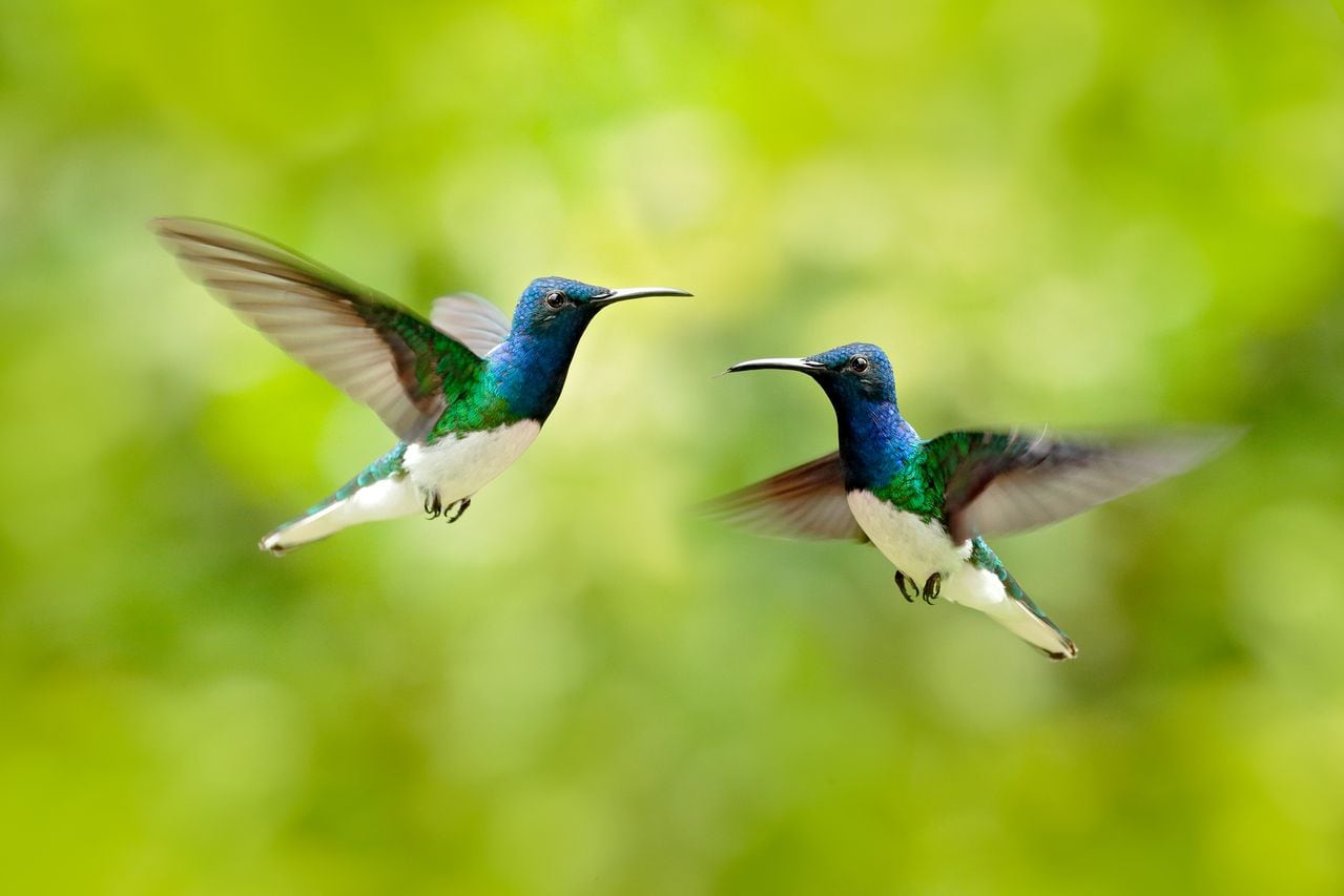 Pelea de pájaros, colibrí. Colibrí azul y blanco volador jacobino de cuello blanco, Florisuga mellivora, de Colombia, fondo verde claro. Pájaro con ala abierta. Escena de vida silvestre de la naturaleza.